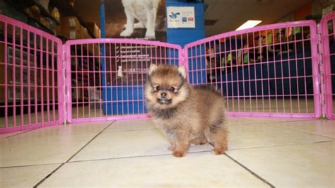 Puppies For Sale Local Breeders Sweet Pomeranian Puppies For Sale