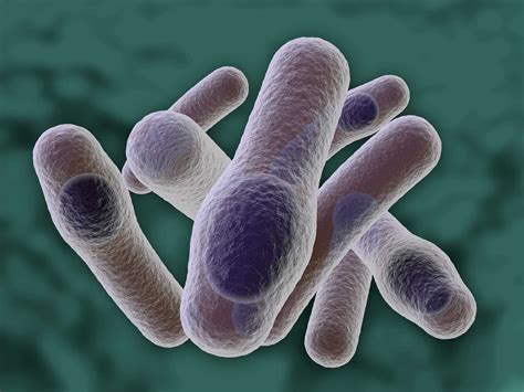 Clostridium With Spores Illustration By Albrechtgfx Medical