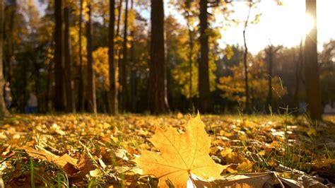 Yellow Autumn Leaves In Sunlight Carpet Of Autumnal Leaves Close Up