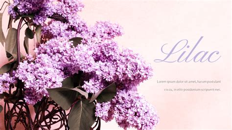 Lilac Ppt Slideslifestyletemplates