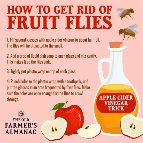 How To Get Rid Of Fruit Flies Without Apple Cider Vinegar Sale Now