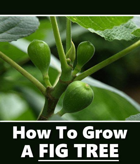 How To Grow Fig Trees In Your Own Backyard Gardening Fruit Plants