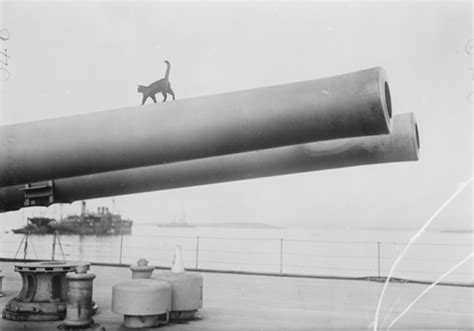 20 Historical Photos Of Cats And Their Soldiers In World War I And Ii