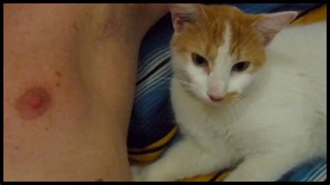 My Cat Loves My Armpit Smell Youtube