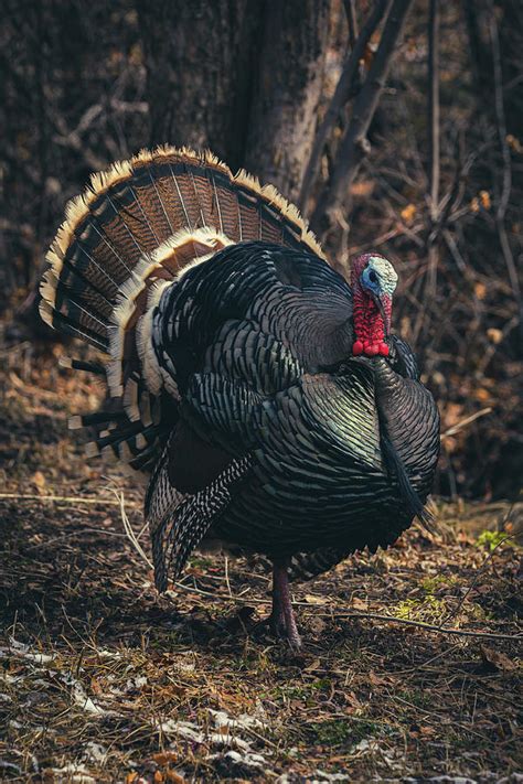 Turkey Strut Photograph By Brian Anderson Fine Art America