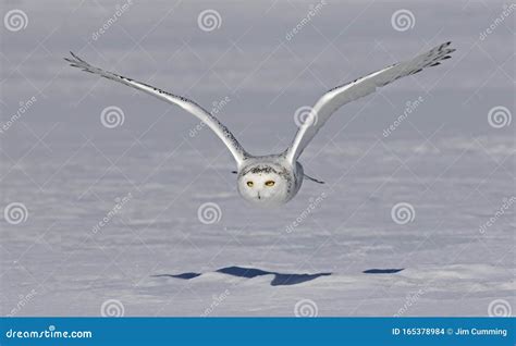 A Snowy Owl Bubo Scandiacus Female Flying Low And Hunting Over A Snow
