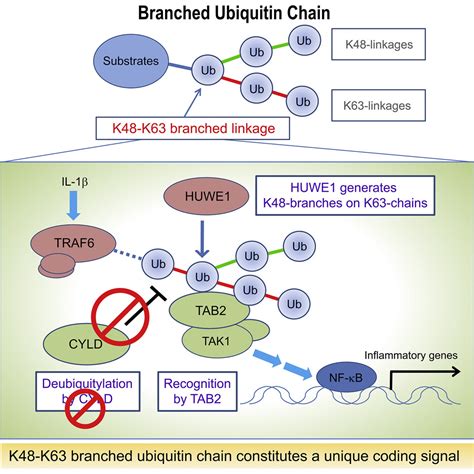 The K48 K63 Branched Ubiquitin Chain Regulates Nf κb Signaling
