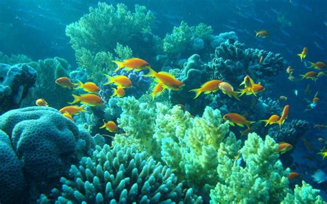 Tropical Fishes Underwater Egypt Sea Ocean Fishes Coral