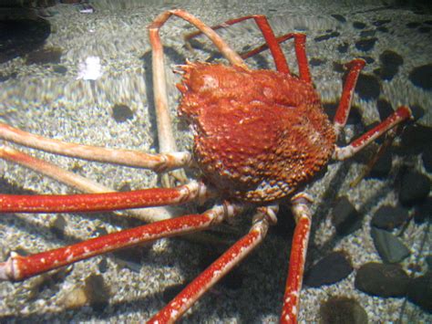 Crabzilla Birmingham Sea Life Centre Stephen Johnson Flickr