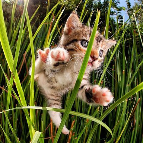 Adorable Cats And Kittens Flying Through The Air By Seth Casteel