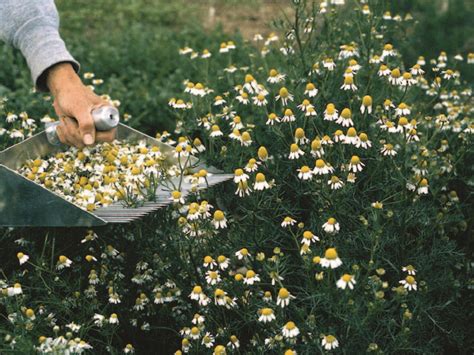 How To Grow And Use Chamomile Plant Hgtv