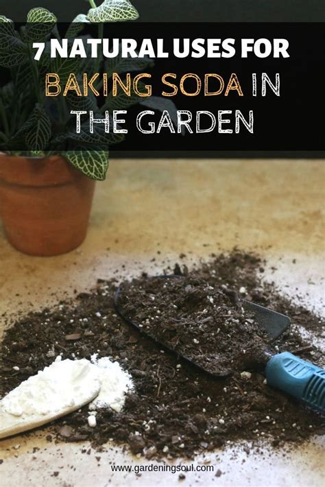 7 Natural Uses For Baking Soda In The Garden Baking Soda Uses Baking