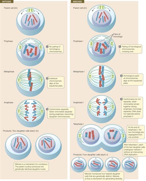 How Many Daughter Cells Are Produced In Meiosis Examples And Forms