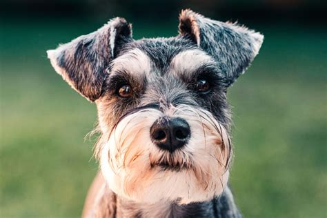 The History And Origins Of The Miniature Schnauzer PetHelpful