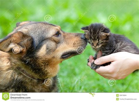 Big Dog And Little Kitten Stock Photo Image Of Field