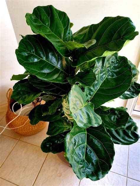 Urban jungle guide with india hobson | made.com. Fiddle leaf fig | Indoor tropical plants, Plants, Plant leaves
