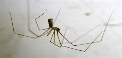 The Most Common Types Of House Spiders