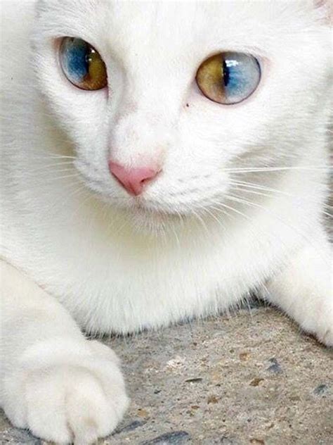 15 Stunning Photos Of Animals With Heterochromia Cute Cats
