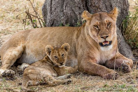 Serengeti Lions