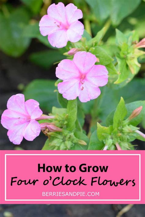 How To Grow Four Oclock Flowers Berries And Pie