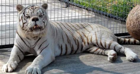 Kenny The Tiger A Clear Example As To Why You Shouldnt Breed White