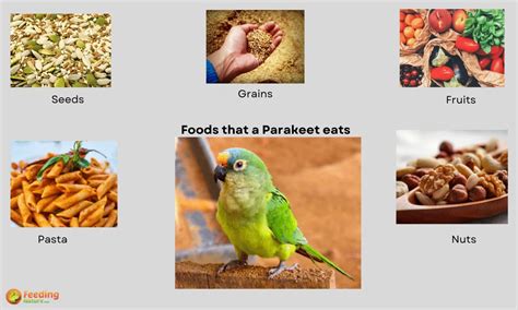 What Do Parakeets Eat Food Habits Of Parakeet