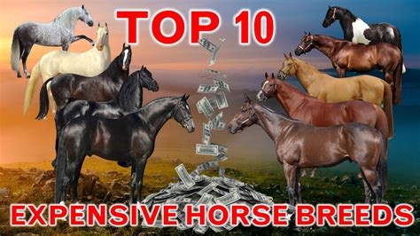 Top 10 Most Expensive Horse Breeds In The World Youtube