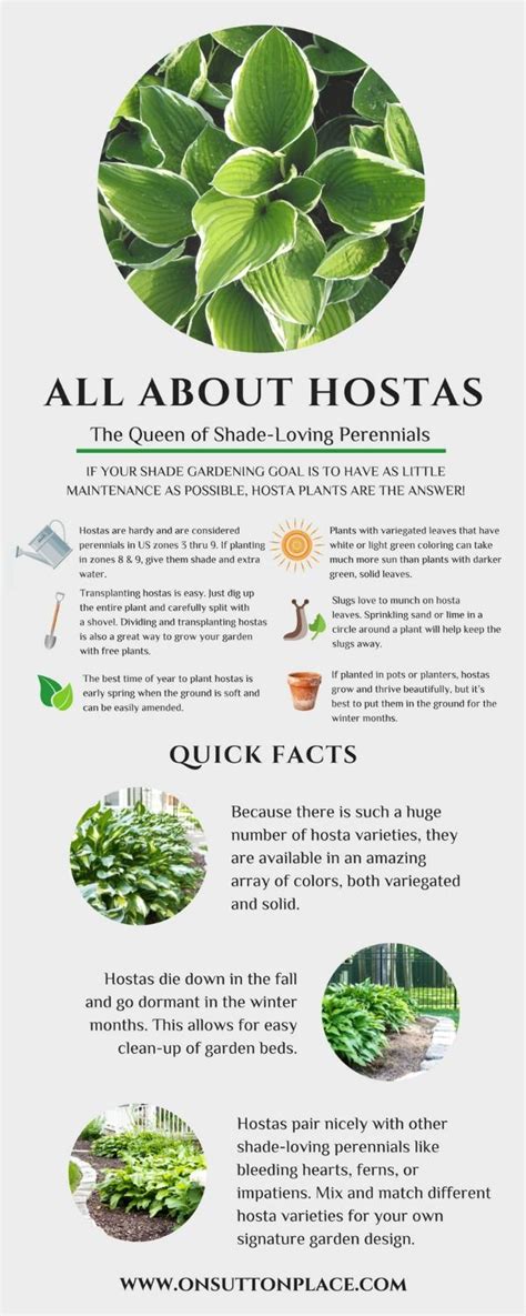 Here are some basics for growing hostas in pots. Hostas Care, Transplanting Hostas, Hosta Varieties ...