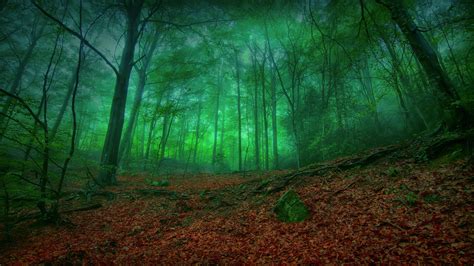 Mystical Forest Green Wallpapers And Images Wallpapers Pictures Photos