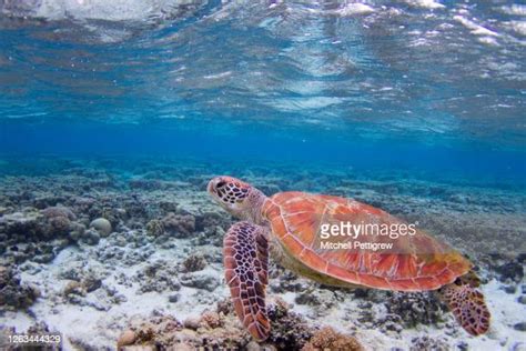 Great Barrier Reef Turtle Photos And Premium High Res Pictures Getty