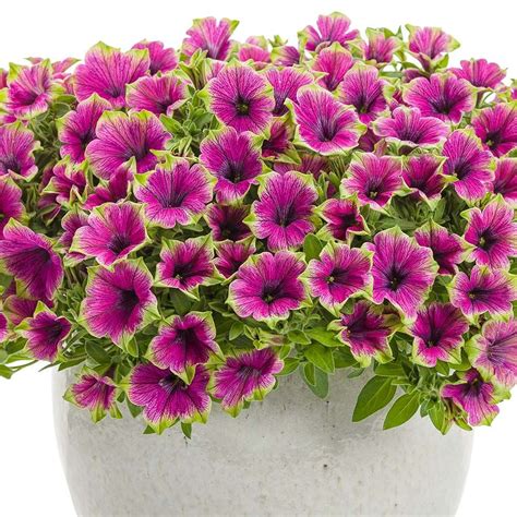 We compiled 62 purple flowers and their care instructions. Petunia Supertunia® Picasso in Purple™ | Petunias, Flower ...