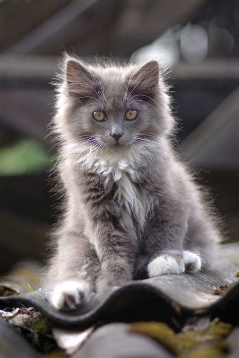 Balayagedarkhair Gray American Longhair Cat