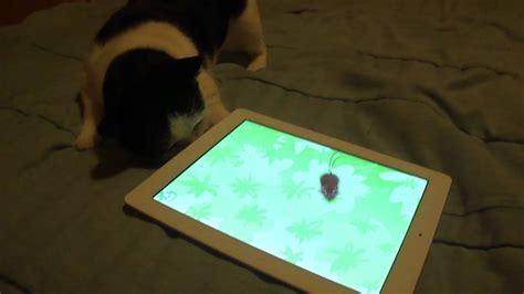 Cat Chases Mouse On Ipad Youtube
