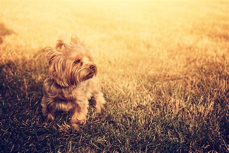 If your yorkie has a sensitive stomach, the quality and digestibility of his diet matters greatly. 25 Best Dog Foods For Yorkies: Dry Food, Canned & Treats