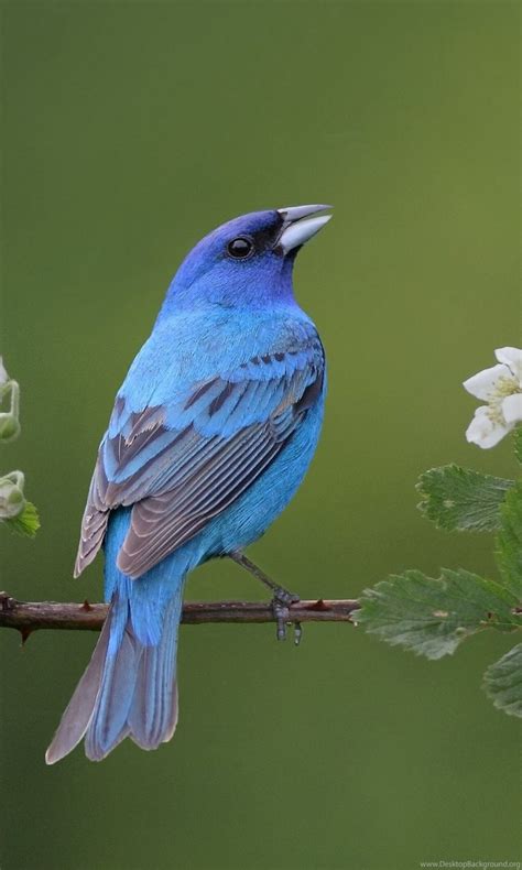 Eastern Bluebird Wallpapers Bing Images Desktop Background