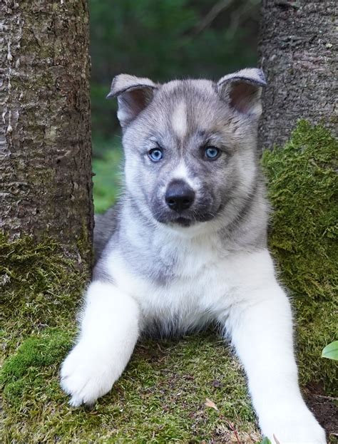 EverestB_7wks – Running with Huskies