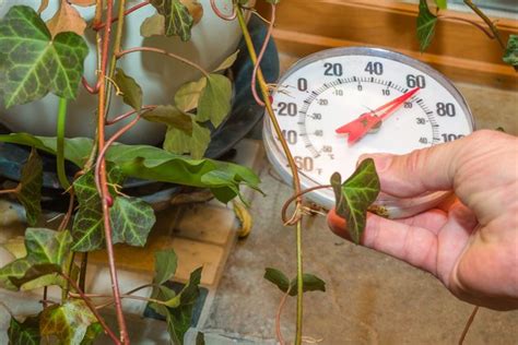 How To Care For Indoor Ivy Hunker