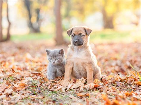 Pests on Your Pets – Bugs that May be Bugging Your Furry Friends