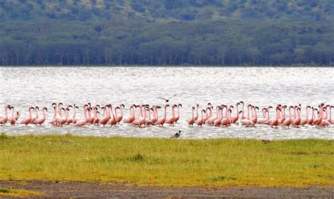 6 Days Masai Mara Lake Nakuru And Amboseli Safari Kenya Safaris