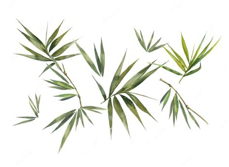 Premium Photo Watercolor Illustration Painting Of Bamboo Leaves On