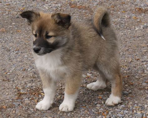 The icelandic sheepdog association of america participates in the canine health information center (chic), a health database. Icelandic Sheepdog Info, Temperament, Puppies, Pictures
