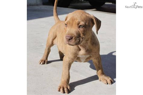 Welcome to bluenose pitbull kennel. Red Nose Pitbull Pups Brindle For Sale In American | Dog Breeds Picture