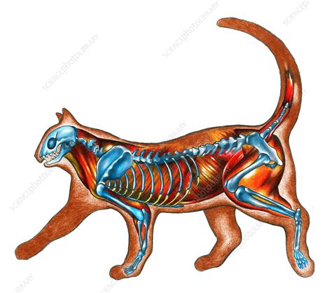 Cat Anatomy Illustration Stock Image C0278183 Science Photo Library