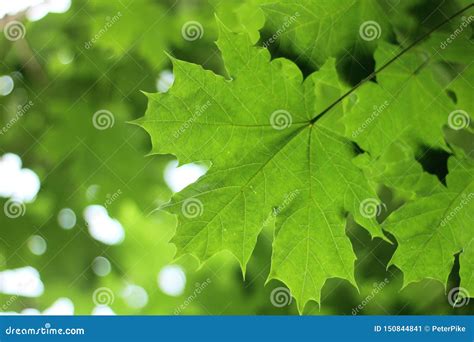 Bright Green Maple Leaves Against The Sky Stock Image Image Of Blue