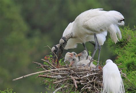 Wood Stork Nesting Habits Avian Report