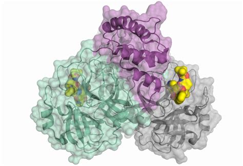 Lifesensors社 Sars Cov 2 Research Tools Antigens Antibodies Detection