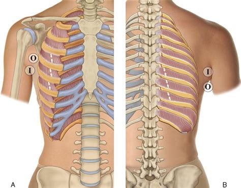 Rib cage anatomy the rib cage shaped in a mild cone shape and more flexible than most bone sets is made up of varying elements such as the thoracic human skeleton system rib cage anatomy posterior view buy photos. 8. Muscles of the Spine and Rib Cage | Musculoskeletal Key