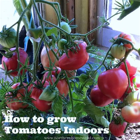 Top 9 Can You Grow Tomatoes Indoors 2023