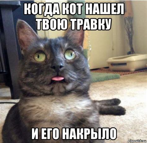 Мемы про Hehe Not Hehe котенка 46 фото Юмор позитив и много