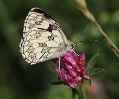 Marbled White Badbury Rings Dorset Butterflies